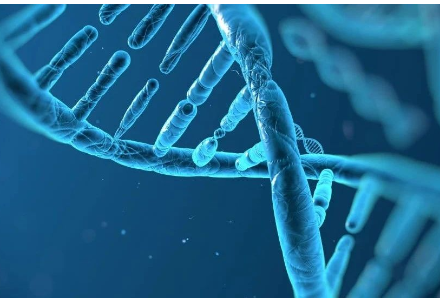 Unlocking DNA Morphological Code from Fragment Size
